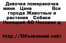 Девочка помераночка мини › Цена ­ 50 000 - Все города Животные и растения » Собаки   . Ненецкий АО,Носовая д.